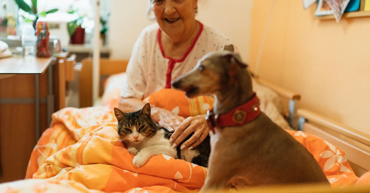 Best Omega-3 Fish Oil Supplements for Senior Dogs with Joint Pain