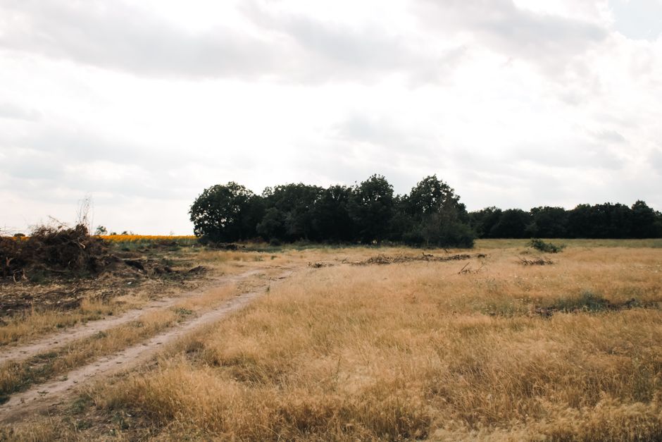 A peaceful rural scene featuring a dirt road leading through an open field toward a cluster of trees under a cloudy sky.