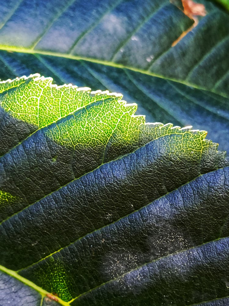 Close Up Of Green Leaf