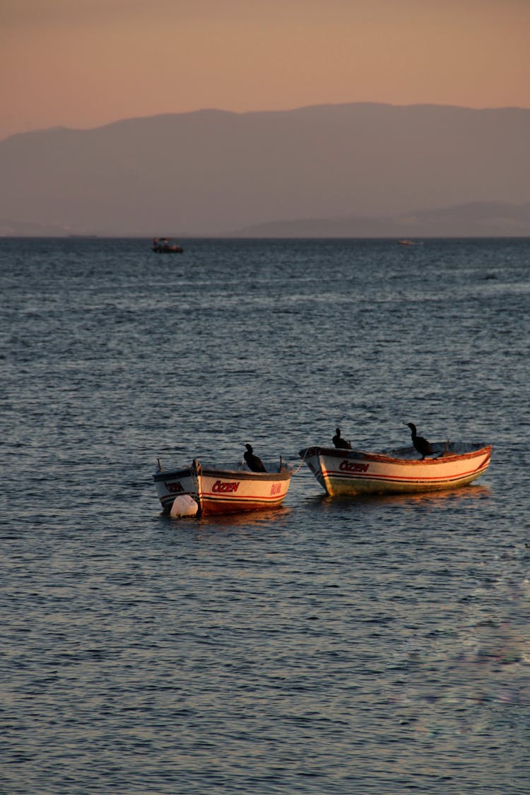 Birds On Boats At Dusk