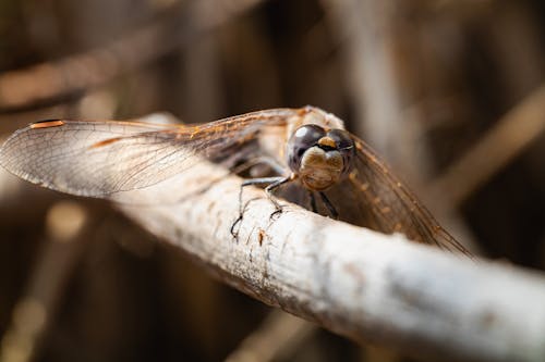 Dragonfly on Branch