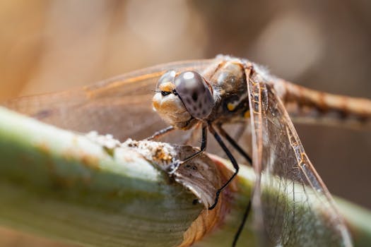 Detailed image of a dragonfly perched on a plant stem in natural habitat.