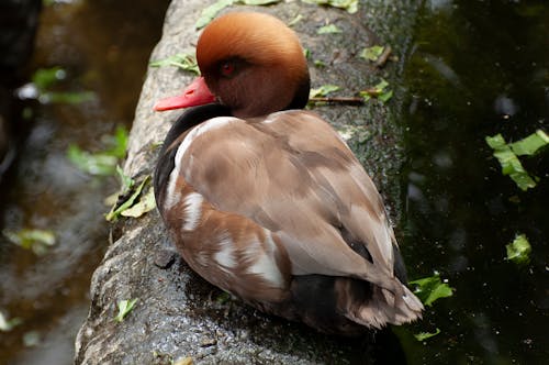 Foto stok gratis bebek, binatang, burung