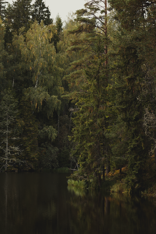 Free Tranquil forest scene with dense trees reflecting beautifully on a calm lake. Stock Photo