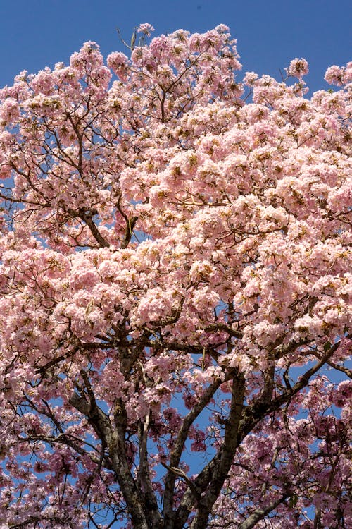 봄, 분홍색, 수직 쐈어의 무료 스톡 사진