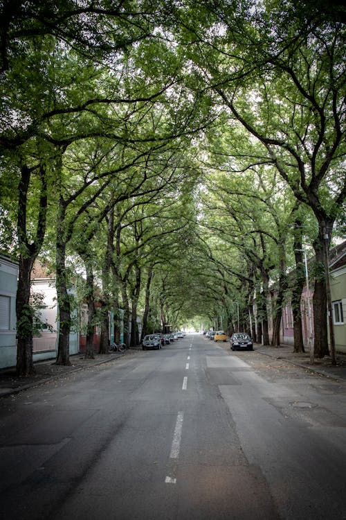 Foto profissional grátis de árvores, automóvel, bairro