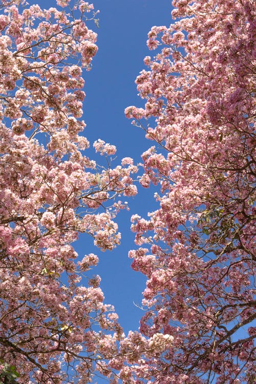 Pink Cherry Blossoms