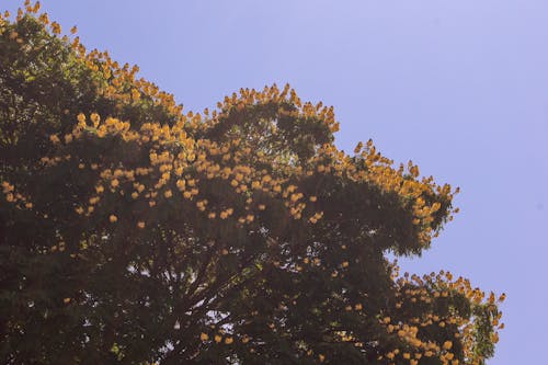 Foto d'estoc gratuïta de arbre, blau, cel