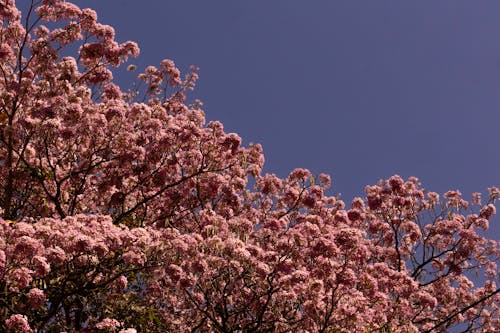 Foto d'estoc gratuïta de arbre, blau, cel