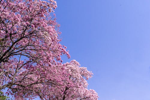 Foto d'estoc gratuïta de arbre, blau, cel