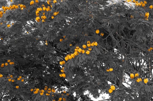 Foto d'estoc gratuïta de arbre, blau, cel