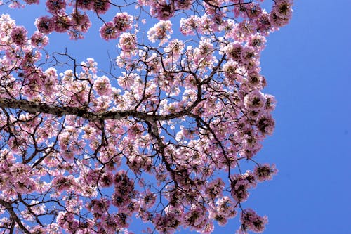 Foto d'estoc gratuïta de arbre, blau, cel