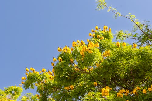 Foto d'estoc gratuïta de arbre, blau, cel