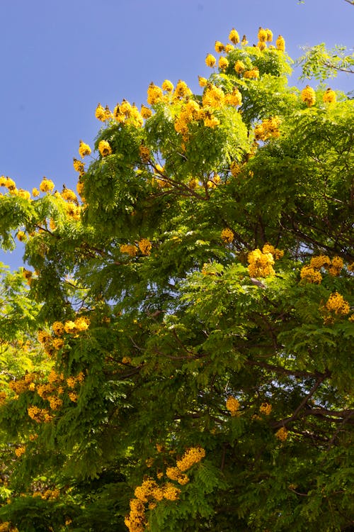 Foto d'estoc gratuïta de arbre, blau, cel