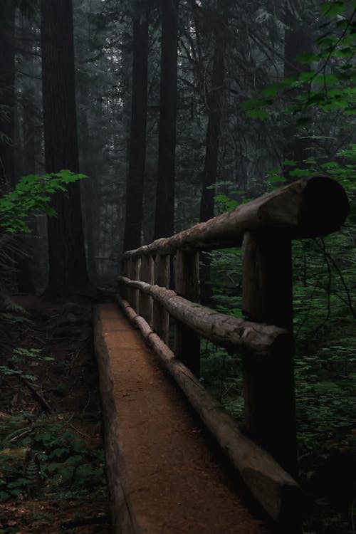 View of a Wooden Footbridge in a Dense Forest 
