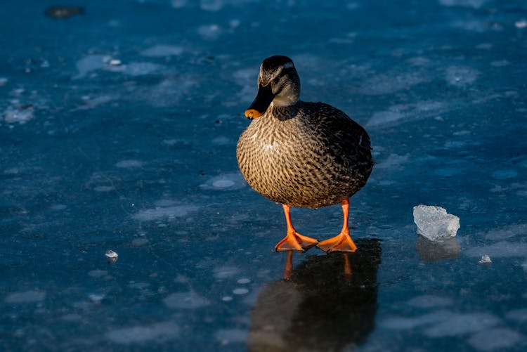 Duck Standing On Frozen Lake