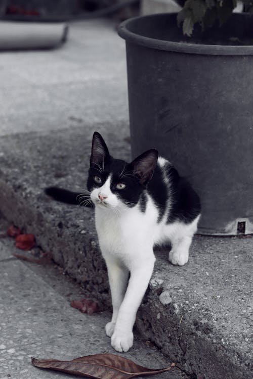 Cat on Pavement Looking Up