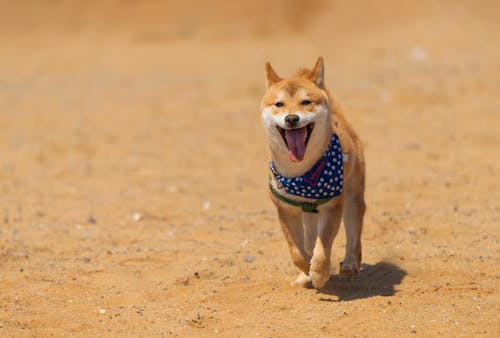 Shiba Inu Wearing a Bandana Walking on Sand towards the Camera