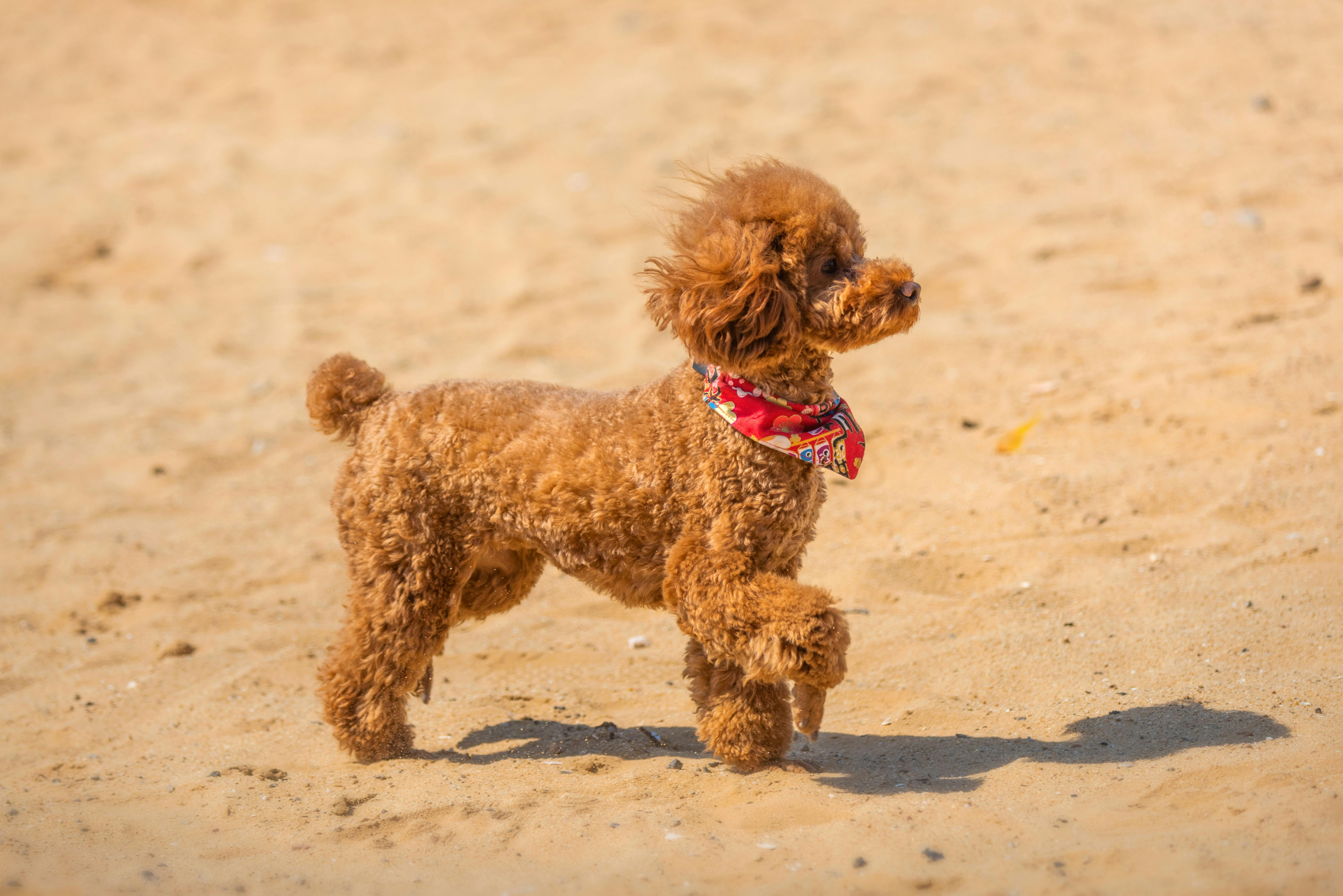 Why Does Your Dog's Nose Change Throughout the Day? Understanding the Factors at Play