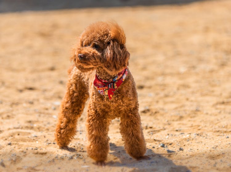 Brown Puddle Standing On Sand