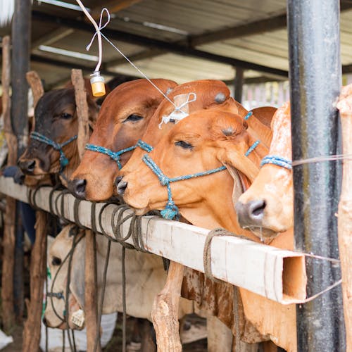 View of Cows Standing in a Barn 