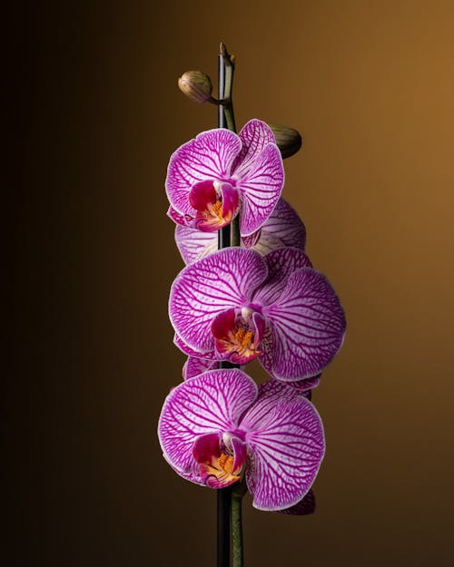 Orchid Flowers in Close-up View
