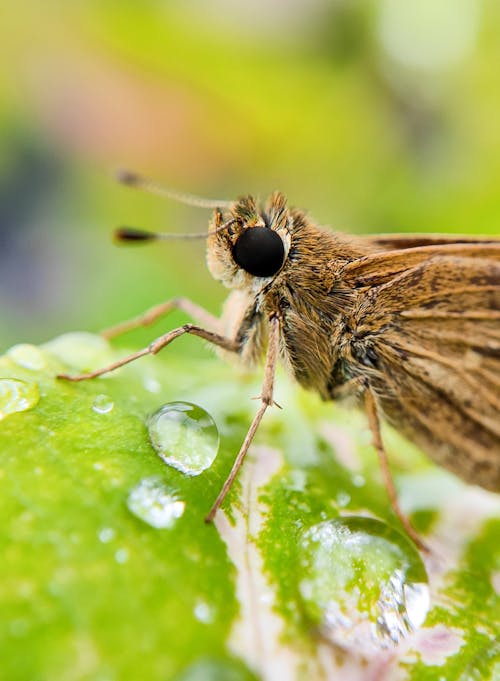 Foto profissional grátis de borboleta, foco seletivo, folha