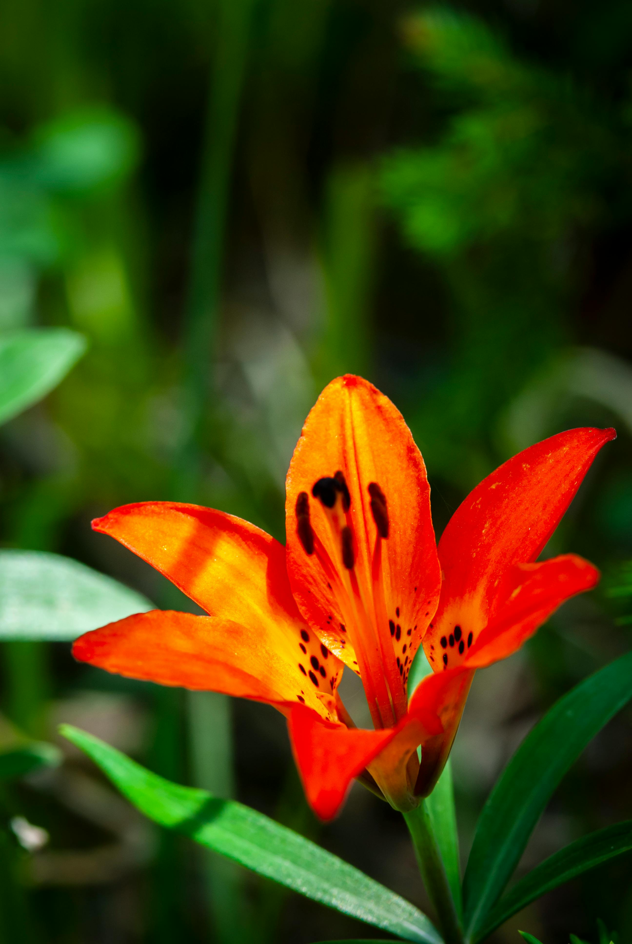 Close-up of a vibrant orange wood lily in a sunny garden, highlighting its intricate details.