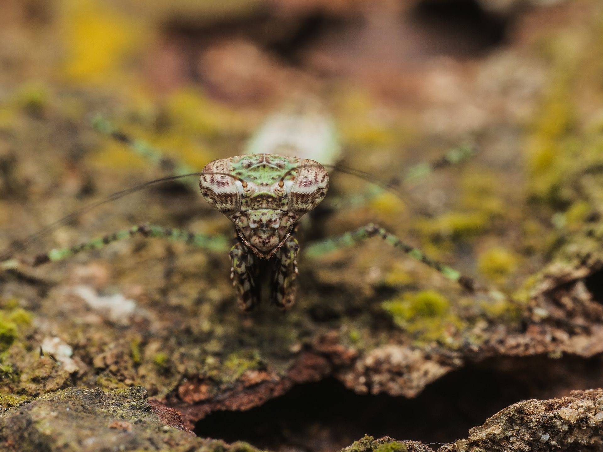 Detailed close-up macro image of a camouflaged mantis blending with its natural habitat on a forest floor.