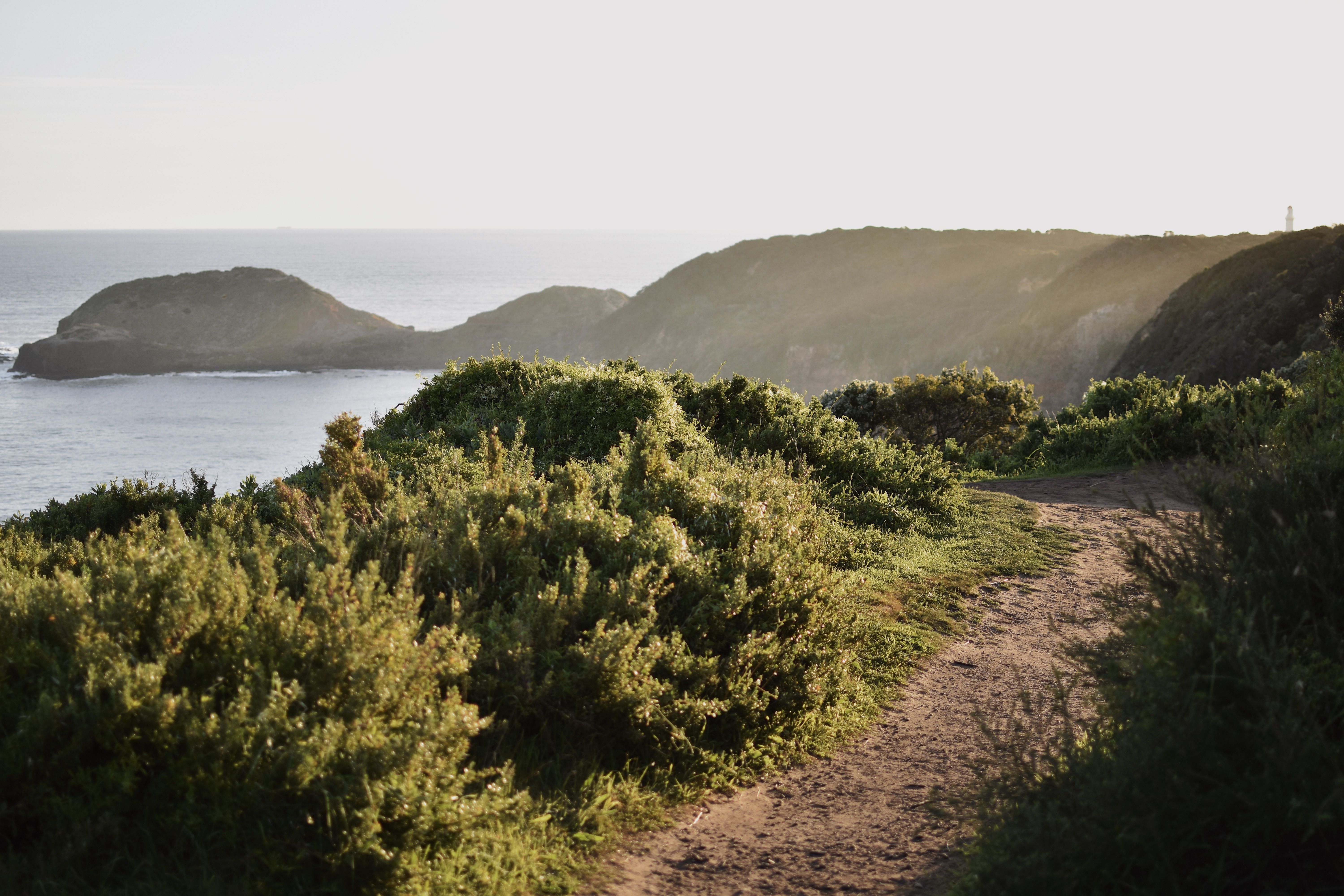 A winding sandy path through coastal bush leading to the ocean