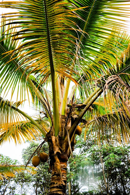 Fotos de stock gratuitas de Fresco, hojas, naturaleza