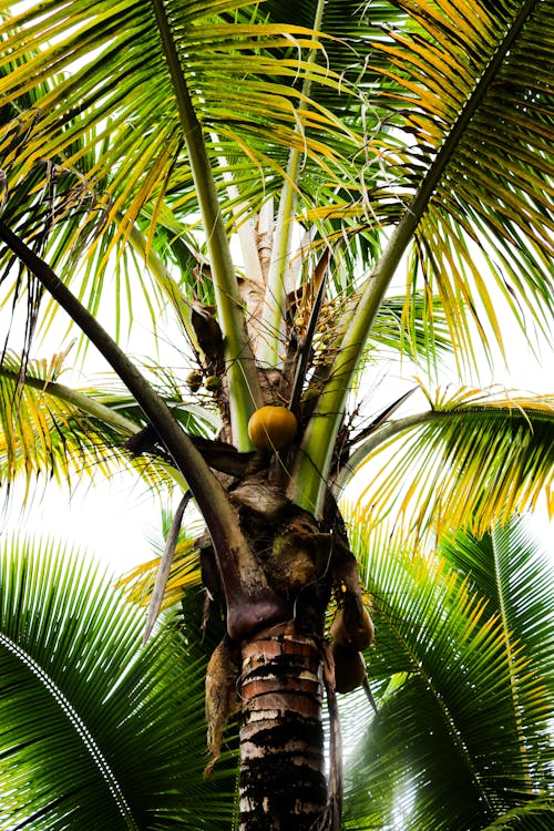 Close-up of a Bright Green Palm Tree