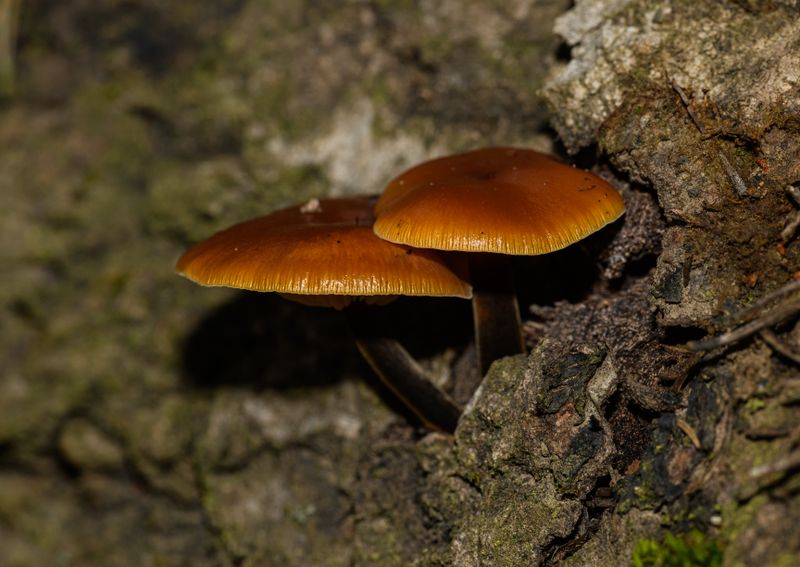 Detailed image of two brown mushrooms growing on tree bark in a forest setting.