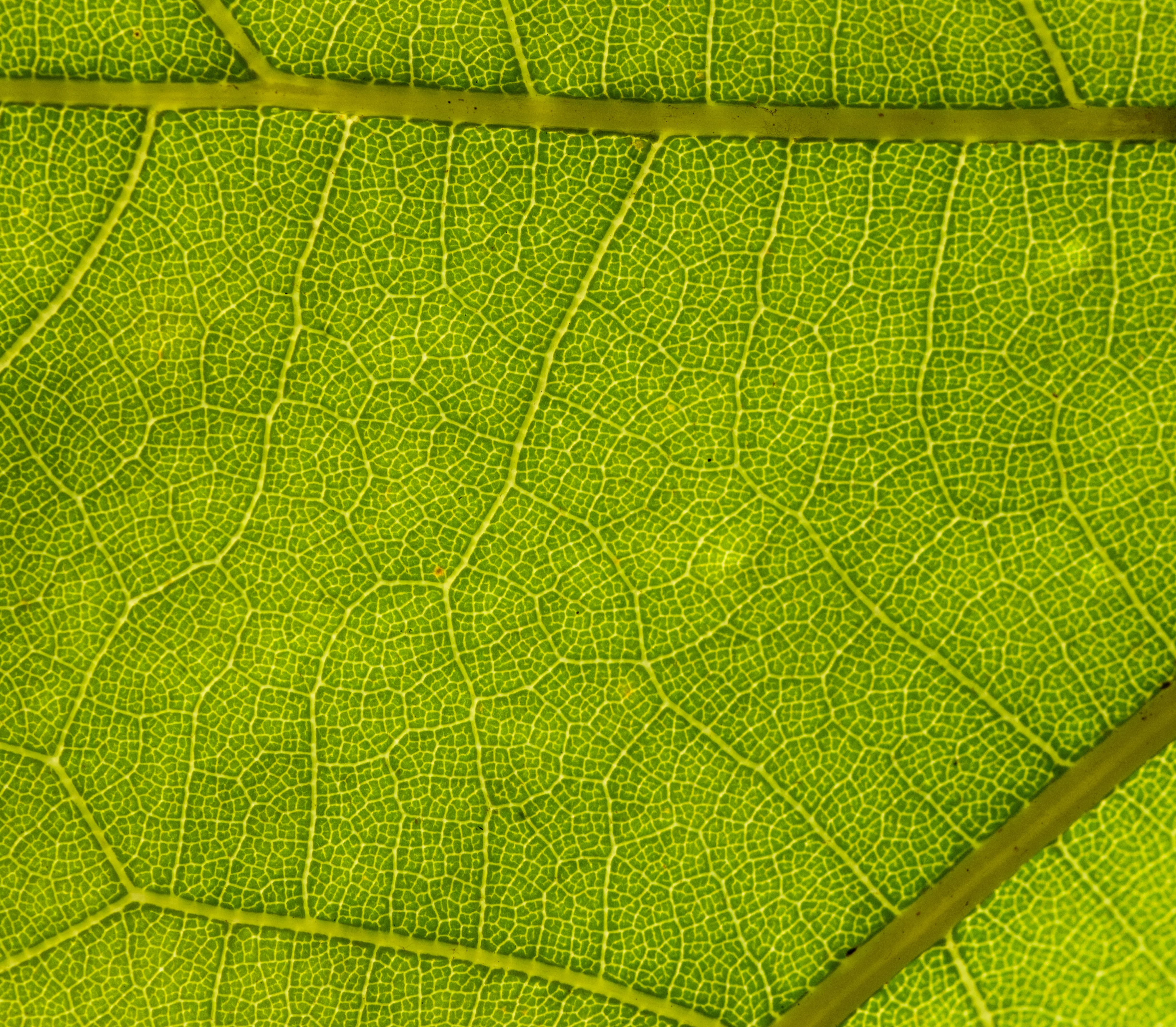 Detailed macro shot of a green leaf showing intricate vein patterns.