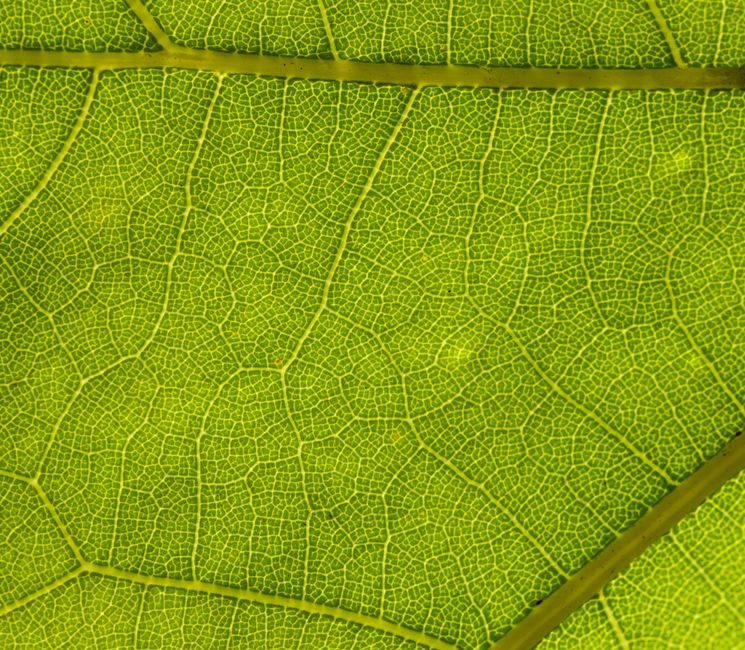 Detailed macro shot of a green leaf showing intricate vein patterns.