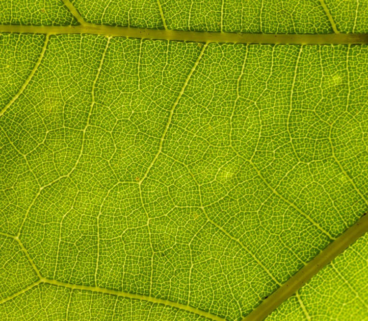 Texture Of Leaf