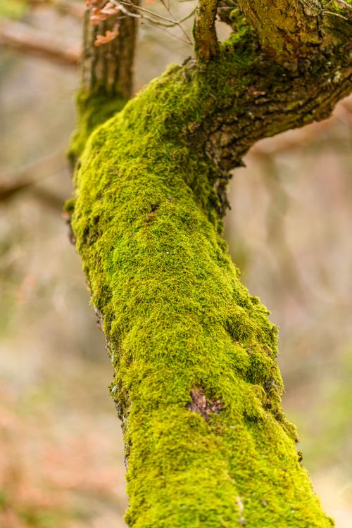 Free Vibrant green moss covering a tree trunk in a natural forest setting, showcasing growth and texture. Stock Photo