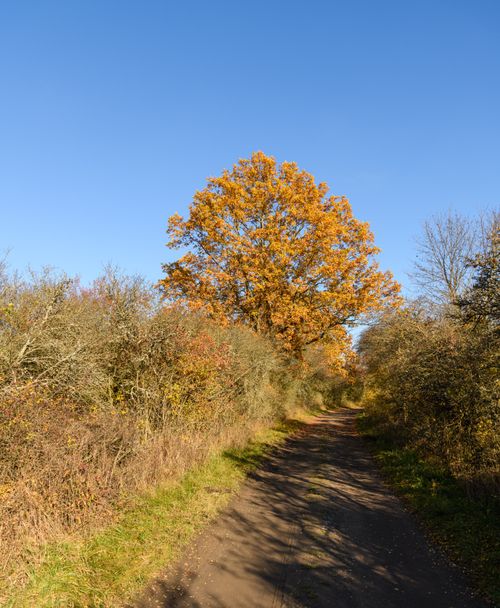Free Scenic autumn countryside path lined with vibrant trees under clear blue sky. Stock Photo