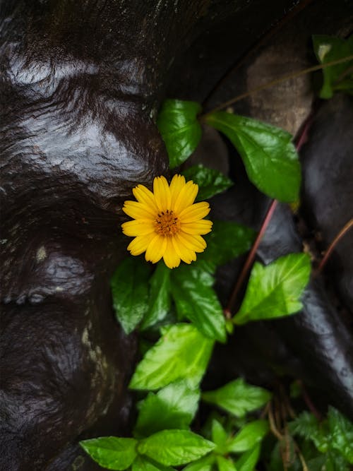 Single Trailing Daisy