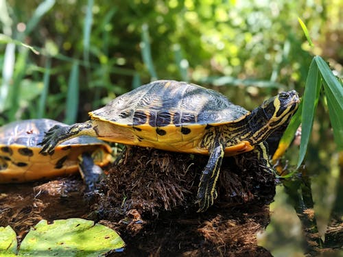 Kostenloses Stock Foto zu natur, schildkröten, selektiven fokus