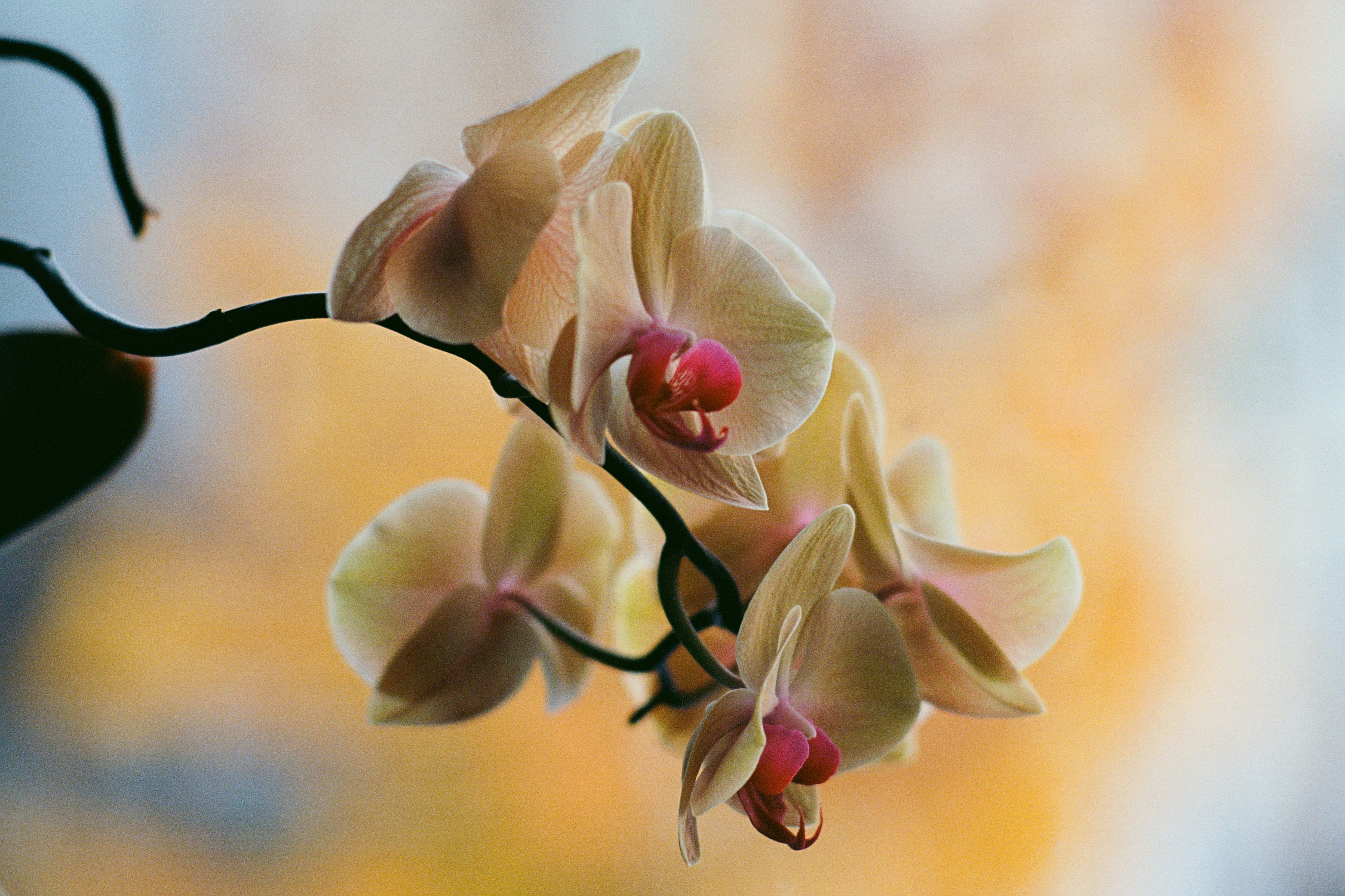 Orchidée bloquée? Cette astuce ancienne la réveille