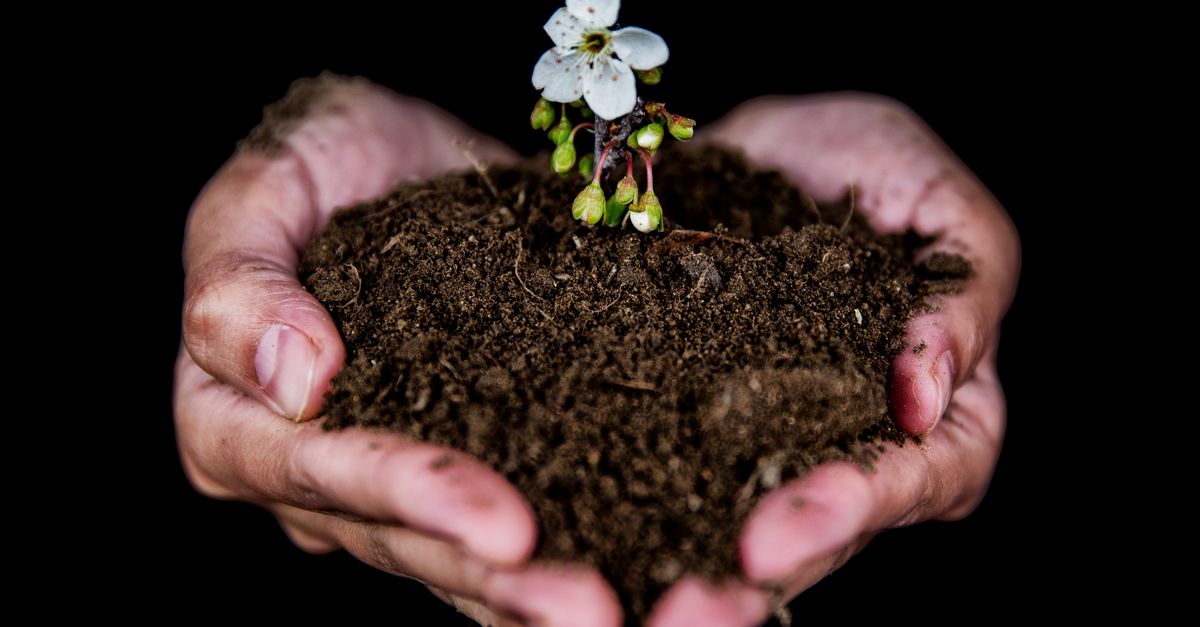 Close-up of hands holding soil with a blooming white flower, symbolizing growth.