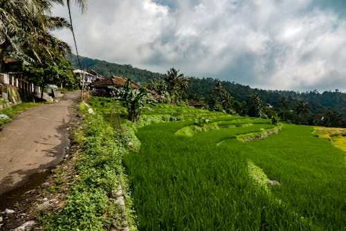 Free View of Rice Fields Stock Photo