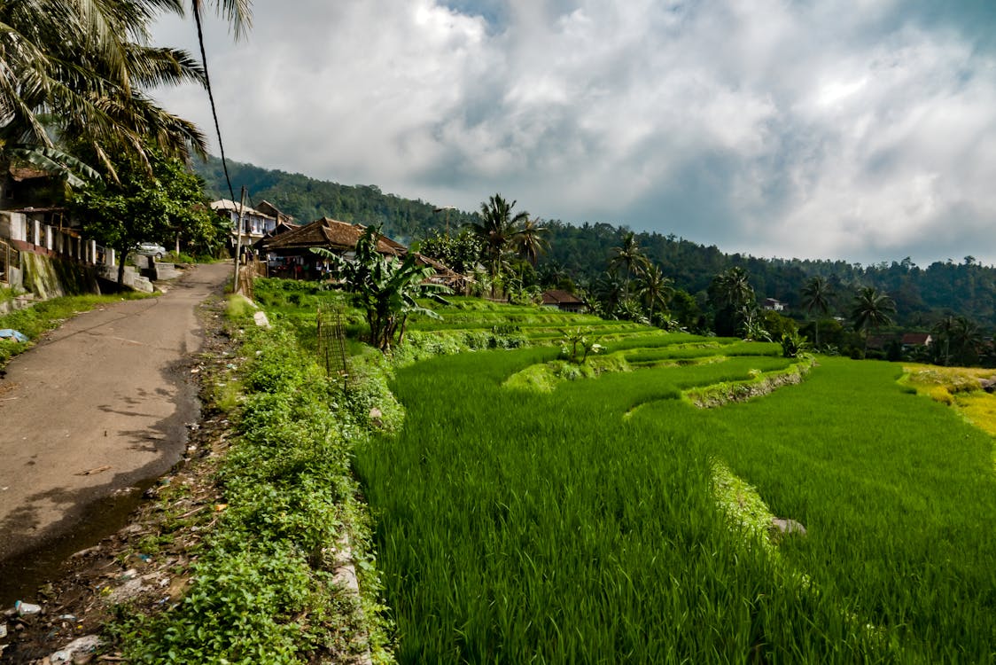 Blick Auf Reisfelder