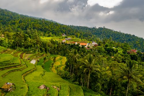 Free Scenic view of tropical rice terraces and palm trees in Majasari, Indonesia. Stock Photo