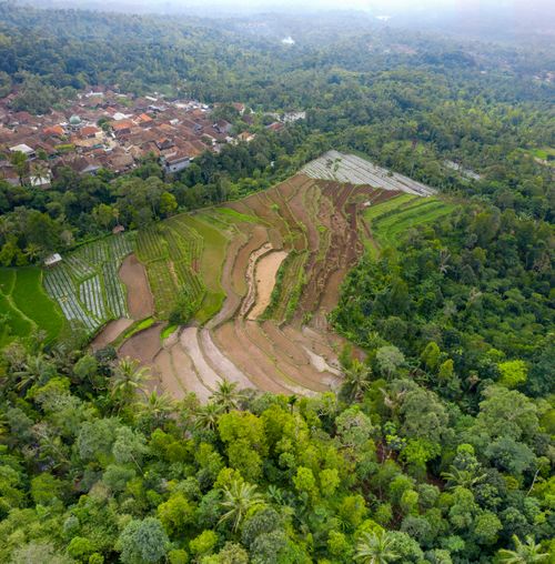 Free Aerial view of vibrant rice terraces and a nearby village in Majasari, Banten, Indonesia. Stock Photo