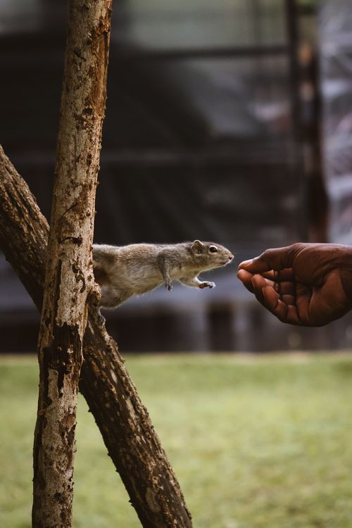Free A wild squirrel mid-jump towards a human hand in an outdoor setting in Sri Lanka. Stock Photo