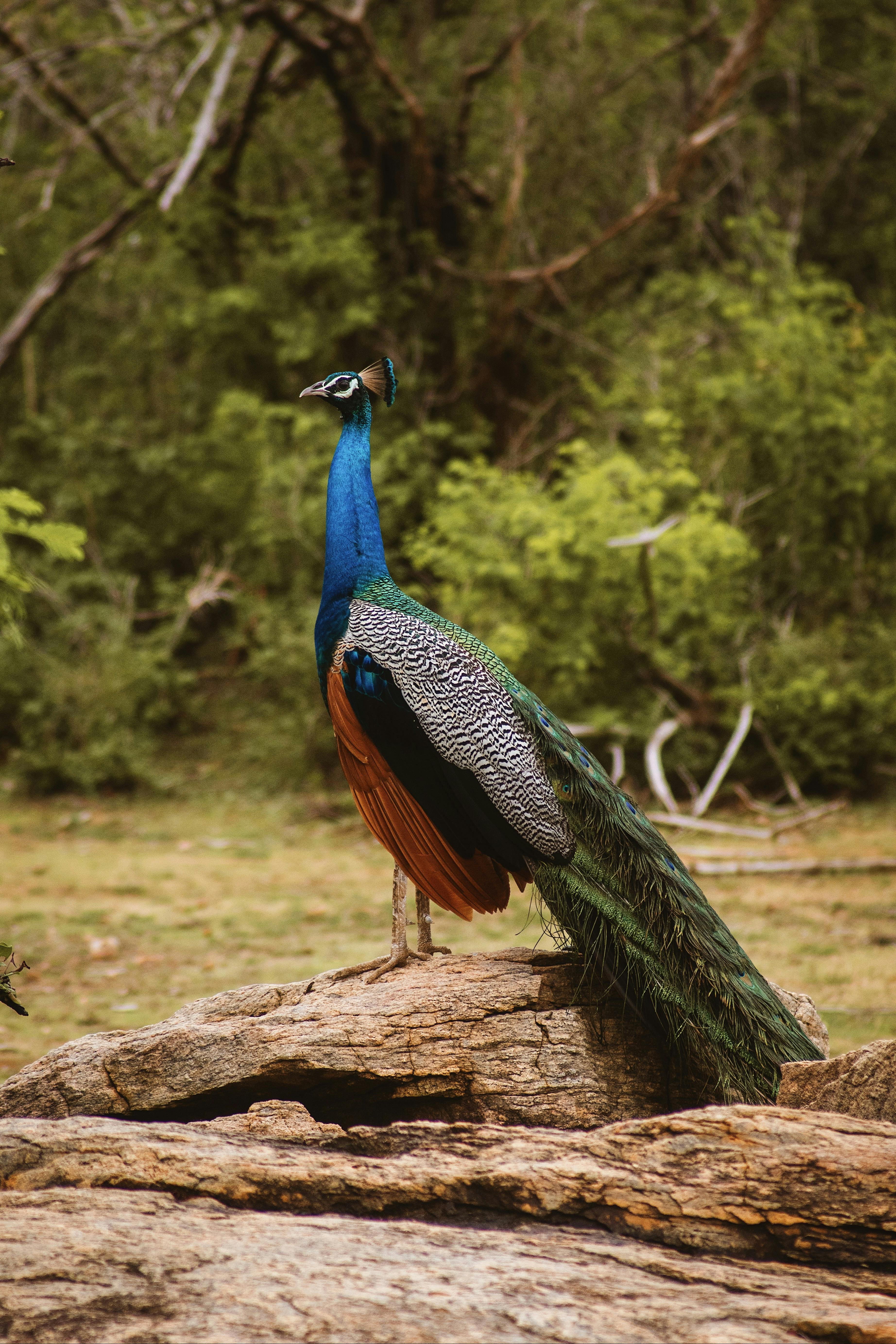 Vibrant peacock displaying its plumage on a rock in Kataragama, Sri Lanka.