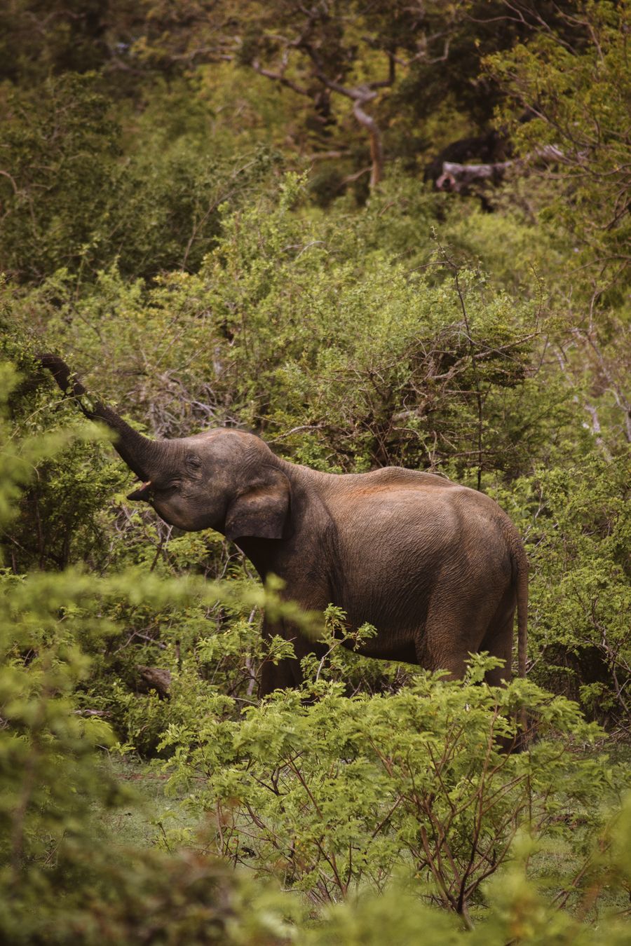 Udawalawe: Elephant Kingdom