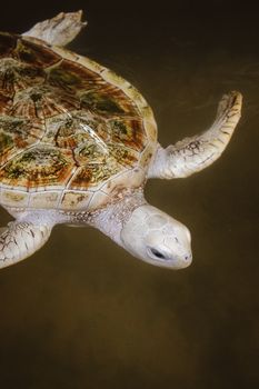 Close-up of an albino green sea turtle swimming in Sri Lankan waters, showcasing its unique coloring.